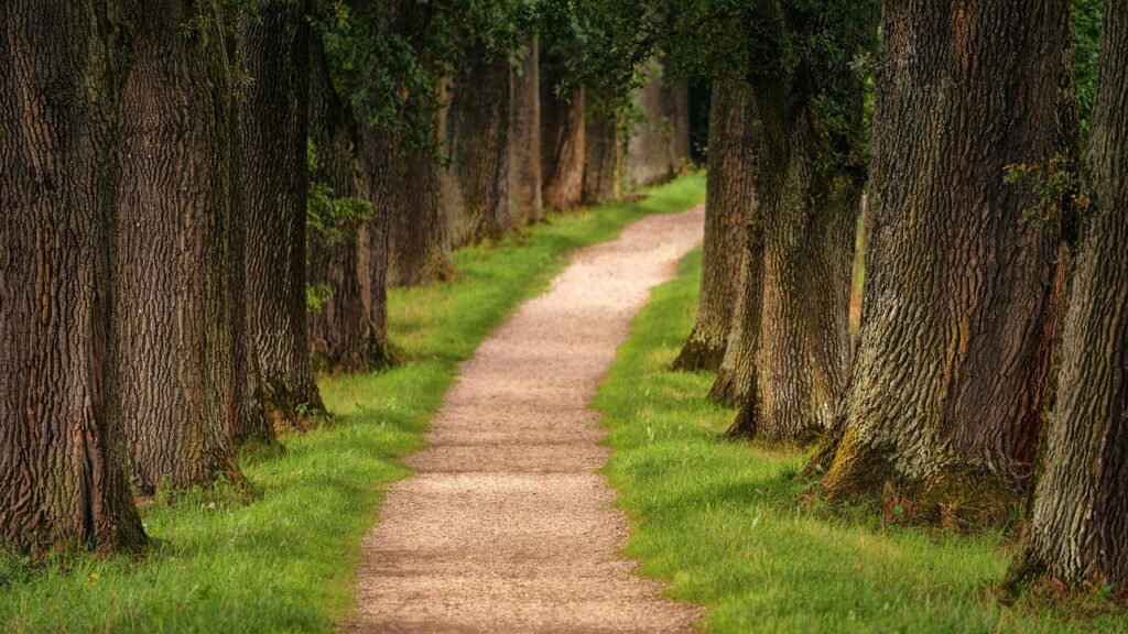 Lead Path Tree Lead by Example: A Practical Path to Team Success – Agile33